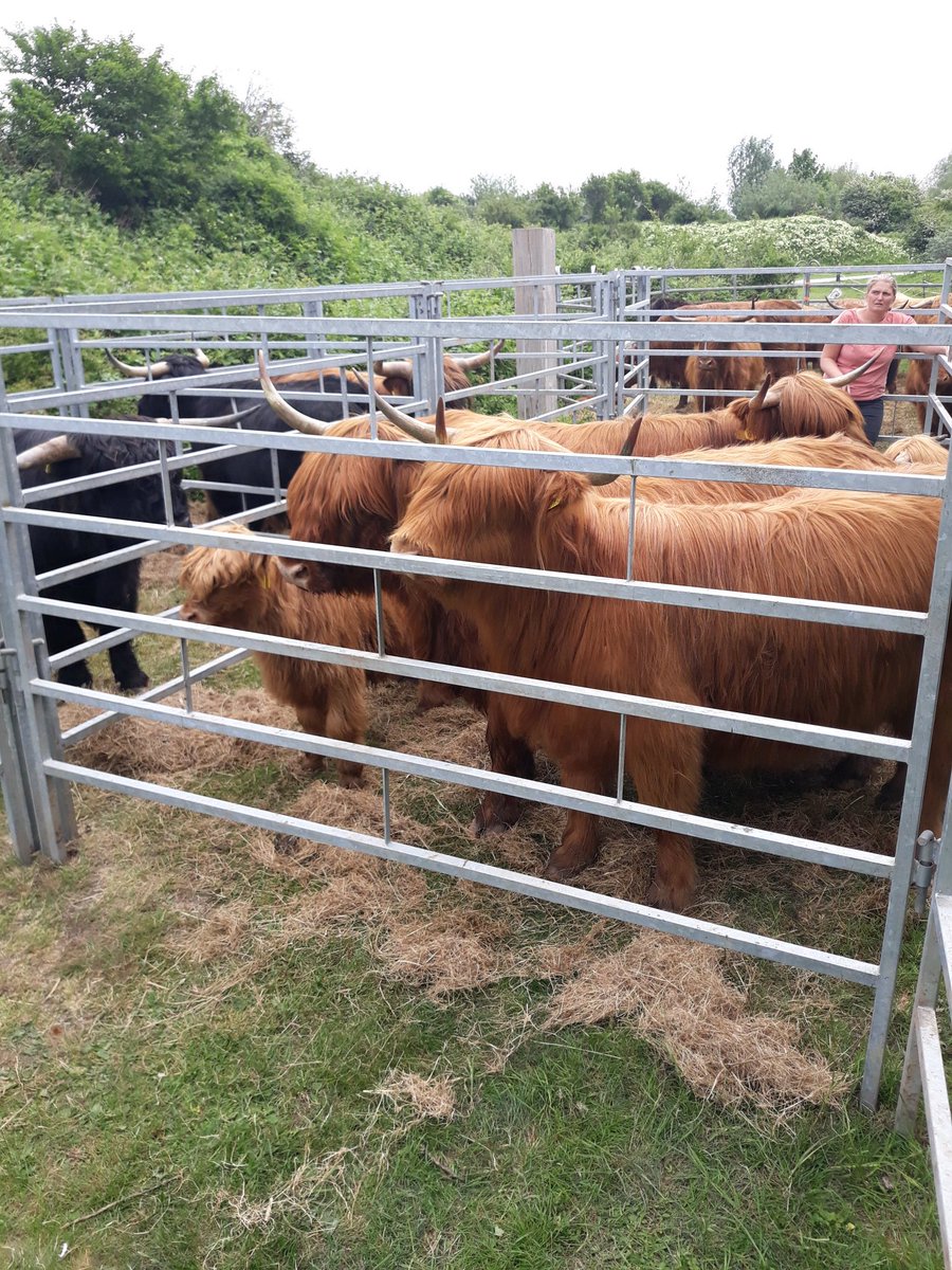 m_willemstein's tweet photo. Vandaag weer een geslaagde vangactie op de #Landtong gehad. De hooglanders zijn weer terug op hun vertrouwde plek. #EilandvanBrienenoord @ZHLandschap @Bosw8er_richard @FREE_Nature https://t.co/0q1RRnFaGp