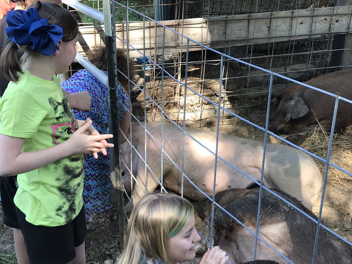 lbshowpigs's tweet photo. The sows and the dogs both are loving all the extra attention today too!! Love getting to teach kids about what I love to do! #FuturePigFarmers #AgInTheClassroom https://t.co/dNymb8yAVV