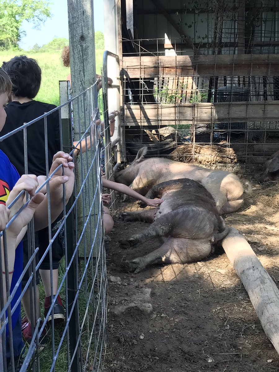 lbshowpigs's tweet photo. The sows and the dogs both are loving all the extra attention today too!! Love getting to teach kids about what I love to do! #FuturePigFarmers #AgInTheClassroom https://t.co/dNymb8yAVV