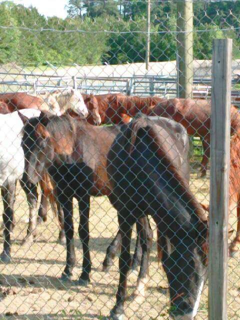 CyntWhite's tweet photo. .@LouisianaLtGov @LouisianaGov @NBC these previous #wildhorses #ftpolk are in danger of being sold to #killbuyer at auction. Please intervene. #noslaughter https://t.co/zpHSYUkGYl