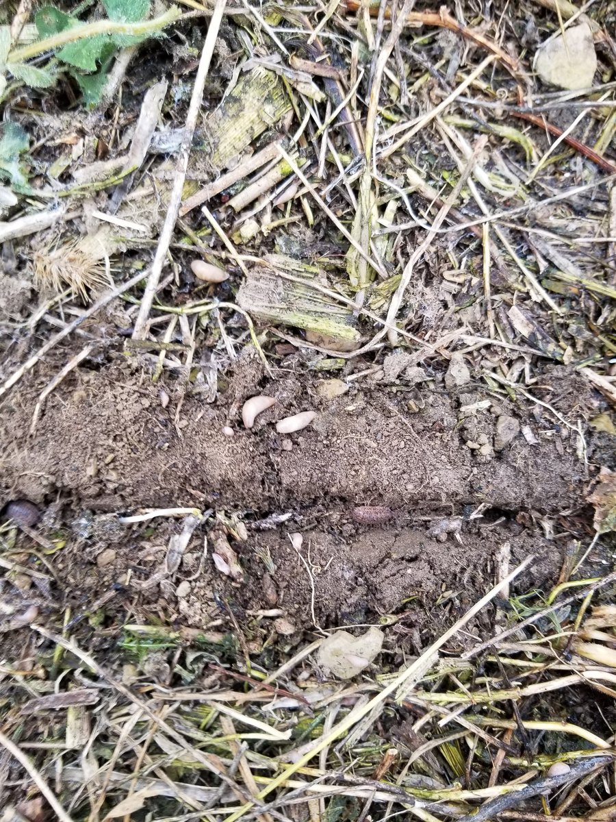 annakbusch's tweet photo. The good news... I'm seeing wolf spiders and slug eating ground beetles (Chlaenius tricolor)... the bad news... gray garden slugs are out in Union County. Definitely something to watch. @PennStateCrops @PSU_PlantEpidem @PaSoybean https://t.co/msCUqSBIGr