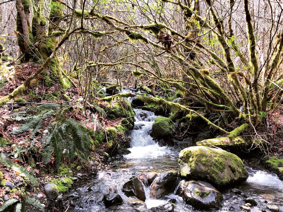 oly_adventures's tweet photo. #SteamDonkeyTrail...weird name, great hike! Who wants to do this loop with us this summer? #olyadventures #hiking #pnw #washington #travel #adventure https://t.co/j5tyXqF2RL