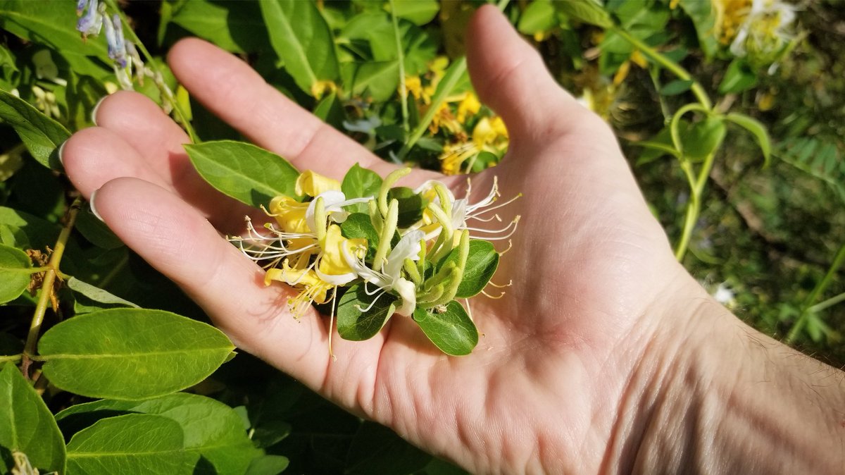HONEYSUCKLE BOOCH: It’s that special time of year when we slow down just to make a special batch of #Honeysuckle #kombucha!