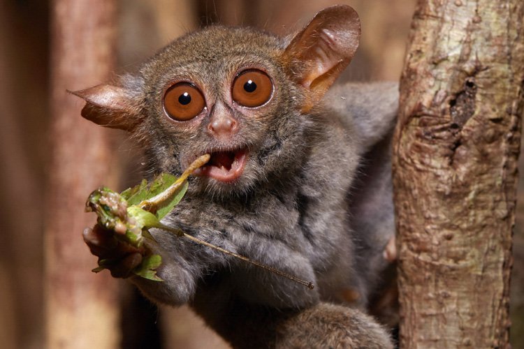 UCBerkeleyNews's tweet photo. What we inherited from our bug-eating ancestors: https://t.co/eH7fPEEZ5j https://t.co/3Dje1I8x2l