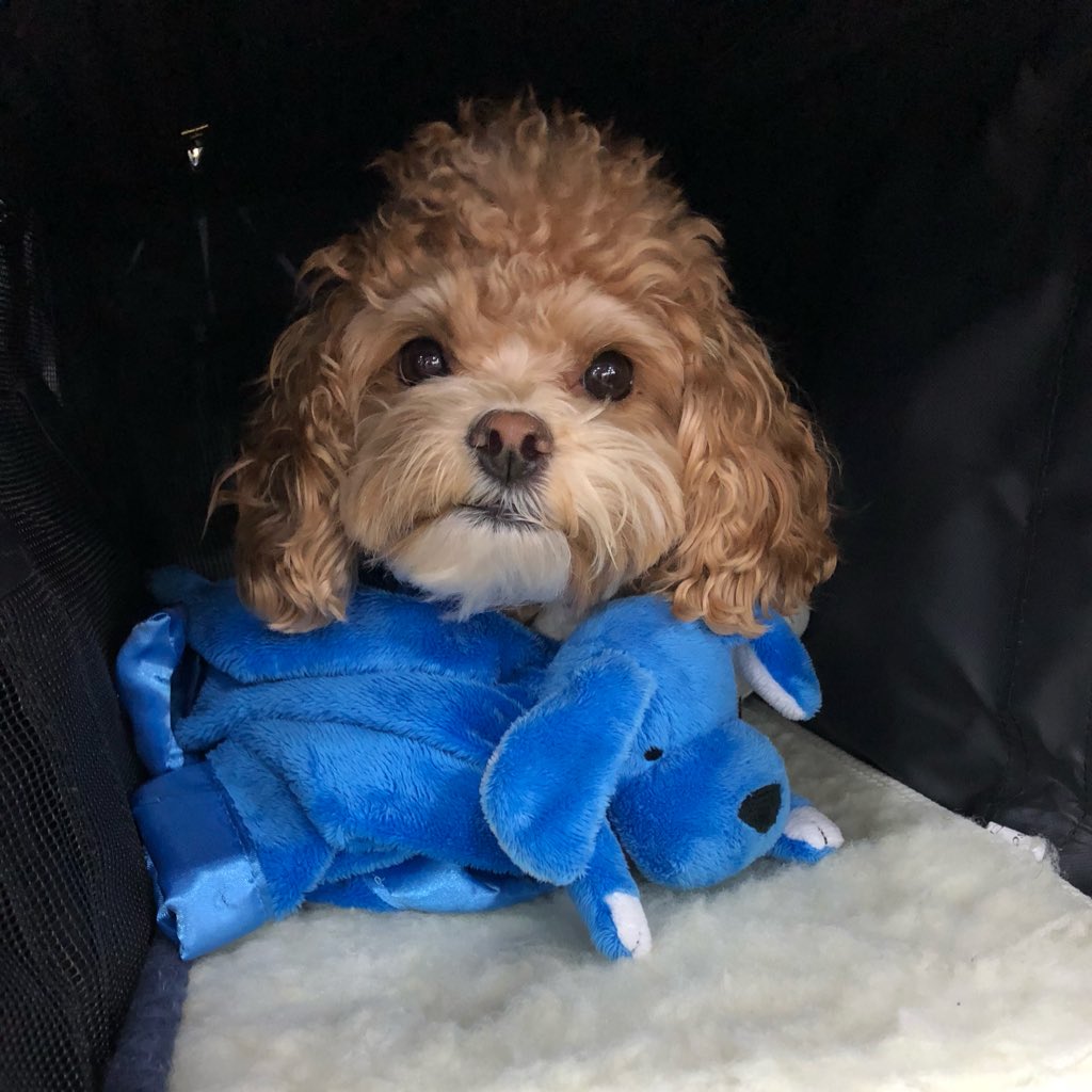 pawfectdogsblog's tweet photo. Ralph is staying #calm and cozy inside his carrier with his @AdaptilUS Nuzzlebuddy 🐾💙✈️ #travelingpup #worldclasstraveler https://t.co/2KWsuTsEnf