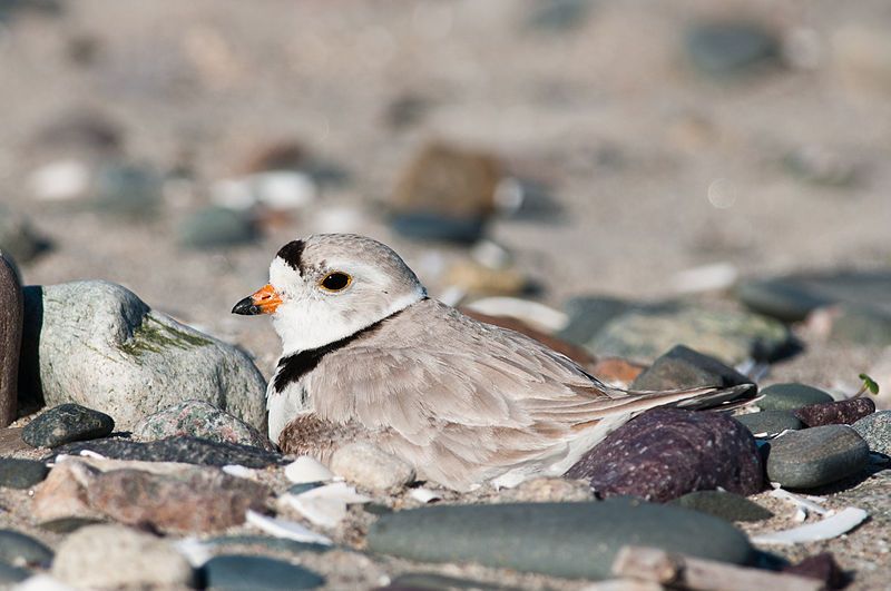 Photo of a nesting Piping Plover by Peter Wilton
