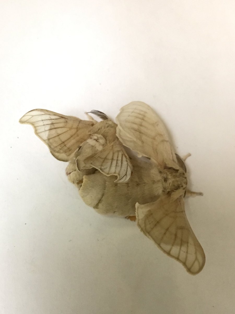 jguyton3's tweet photo. What’s New at the Extension Arthropod Zoo. Our silk moths are mating! If you come by ask to see... Check to make sure I am in... https://t.co/8QyvAfCndf