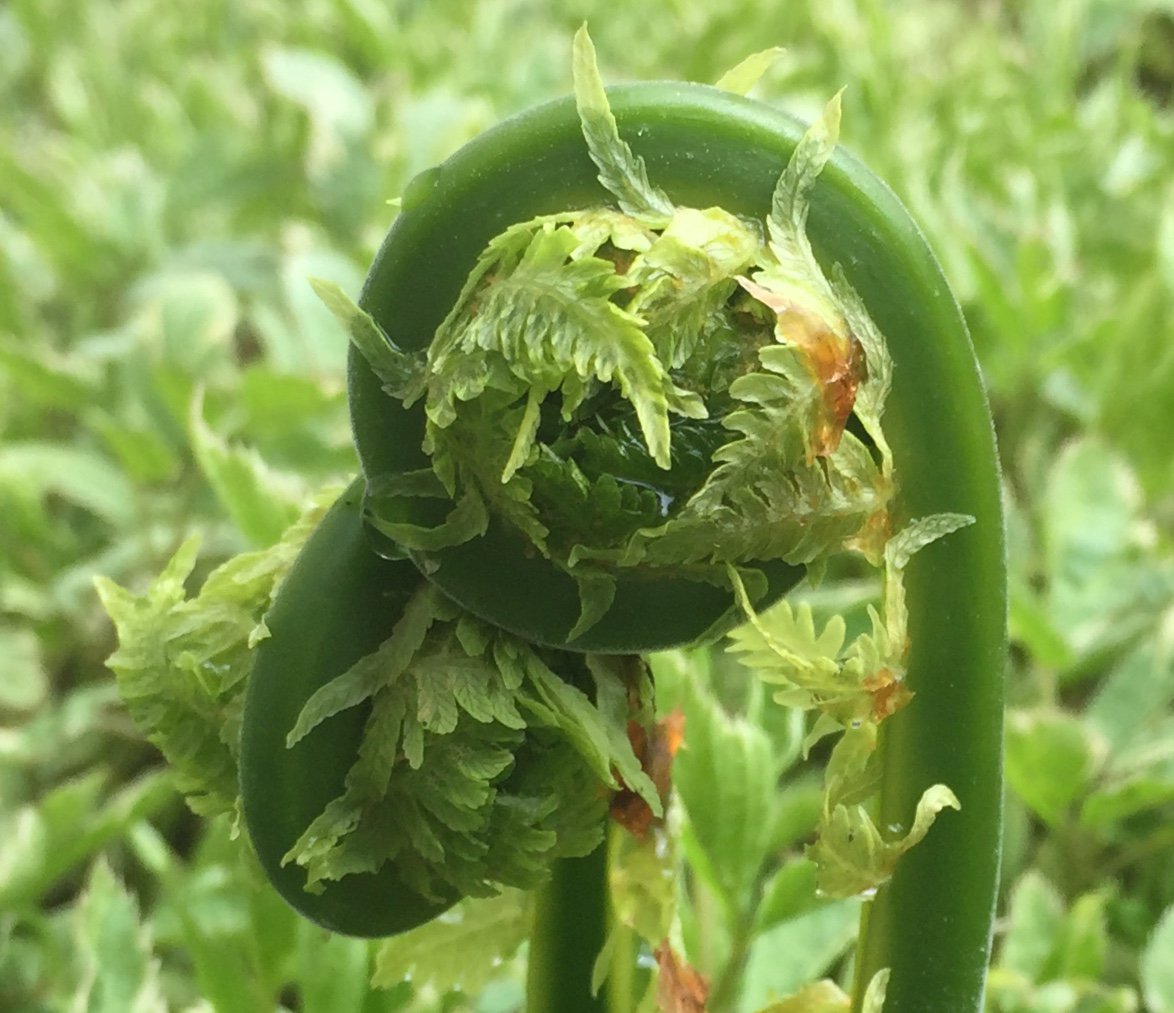 USFWSAlaska's tweet photo. "Land is not merely soil, it is a fountain of energy flowing through a circuit of soils, plants and animals." --  Aldo Leopold #WednesdayWisdom #AKWildfoods #ShareYourPlate @AldoLeopoldFdn https://t.co/gnS3ddsD2s
