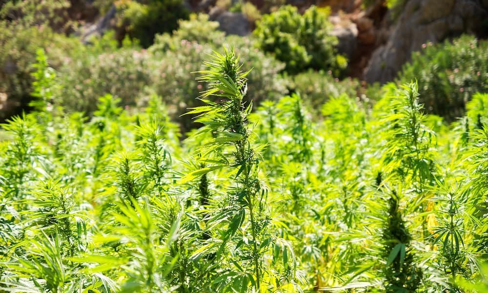HIGH_TIMES_Mag's tweet photo. It's Official! #Arizona Governor Greenlights Industrial Hemp Farming Pilot Program. https://t.co/pz7XTLcyqc #MakeAmericaHempAgain https://t.co/rkbNVv1GCl
