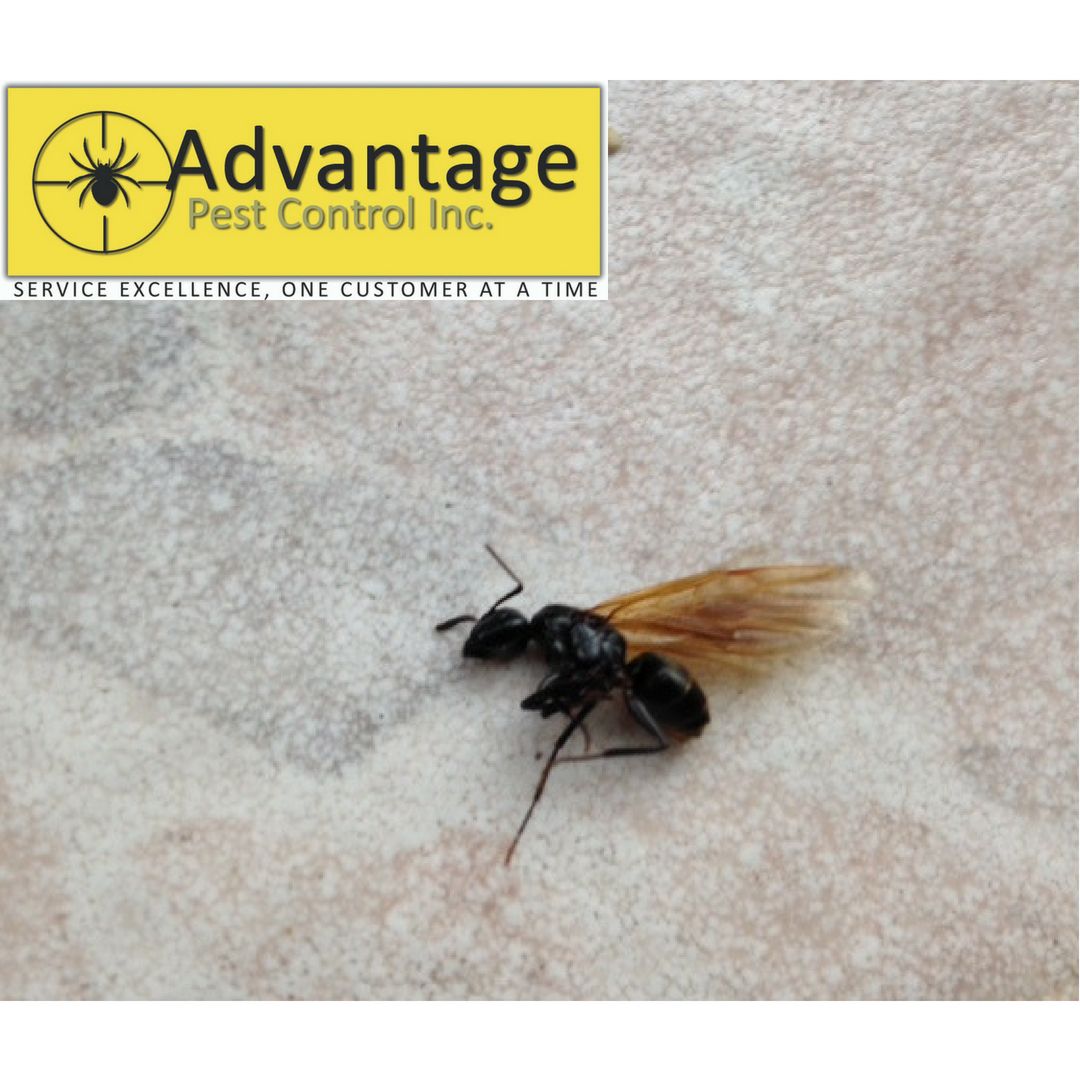 Seen flying #Ants in your house? These are carpenter ant swarmers. Call us at 416-840-4040 to get rid of them for good! 
#torontopestcontrol #ants #carpenterants #torontoliving #exterminator #flyingbug #season #bugs #torontolife #torontoigers #antscanada #pharaohant #spraying