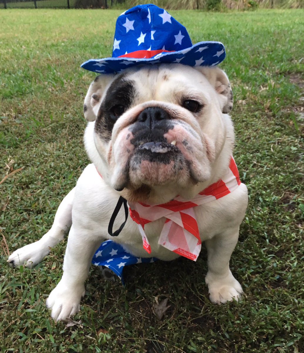 GrandOldPup's tweet photo. Our very first submission comes from @hannahbleau_ ...and it's a GOOD ONE!  "This is Sophia, the slightly obese and drooly, sassy, ‘Mercian lovin’ bulldog @GrandOldPup  #GrandOldPup #GOP #dogs"

#convervative #conservativedogs #bulldog #MAGA #KAGA #redwhiteandblue #America https://t.co/EssTPki6tZ