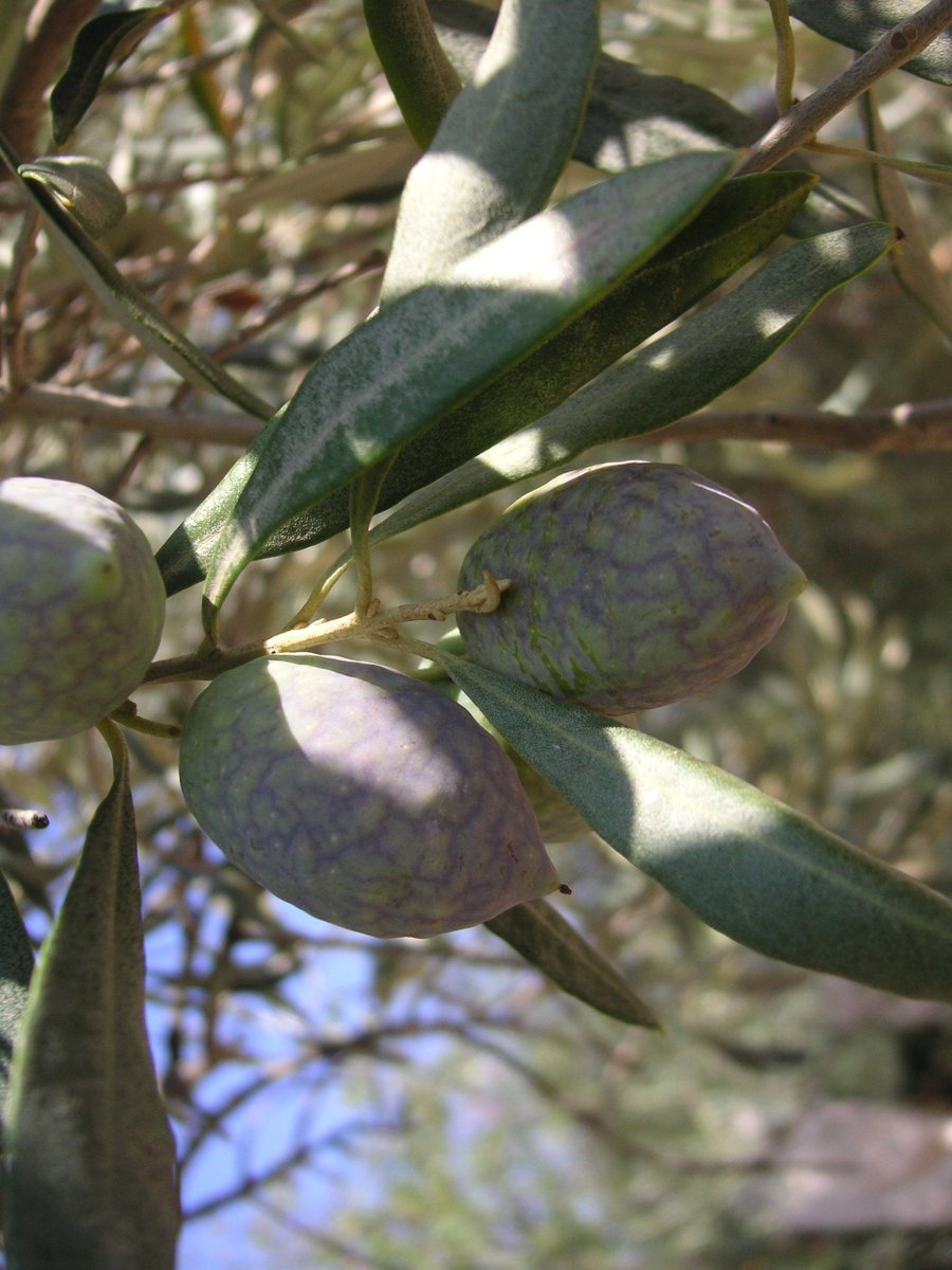 #BARIŞ I GERİ İSTİYORUZ .  #BARIŞ YALNIZ DEĞİLDİR ......