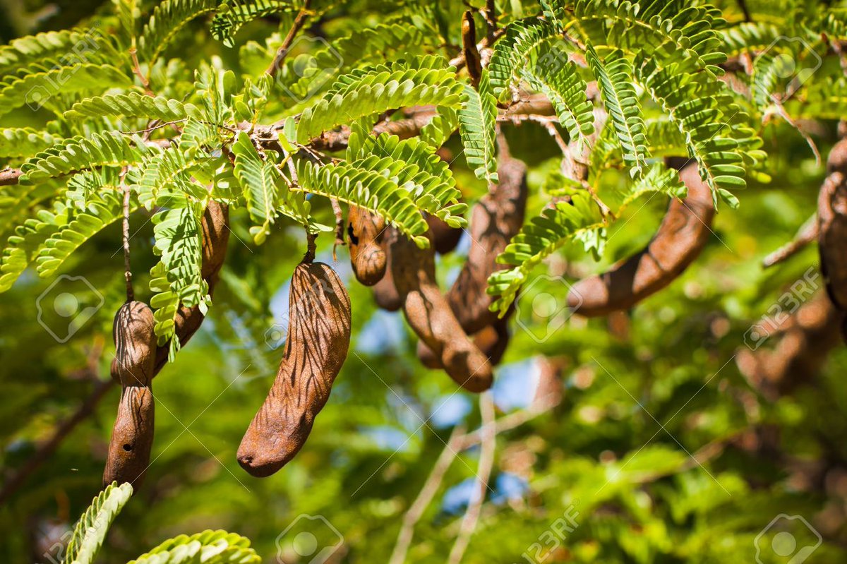 PNofficials's tweet photo. Tamarind (Taste Of Planet).
عربی میں تمر ہندی کہلاتی ہے. یہ درخت پاکستان کے تمام میدانی علاقوں میں پروان چڑھ جاتا ہے. اس کا پھل اپنی ٹھنڈی تاثیر اور طبی فوائد کی وجہ سے مشہور ہے. املی سے چٹنی، شربت اور دیگر ادویات تیار ہوتی ہیں.
اپنے علاقائی درختوں کو اگائیں.
#Ramazan
🌲🌳🌴 https://t.co/UXvvE7bpVl