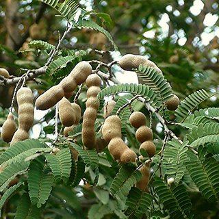 PNofficials's tweet photo. Tamarind (Taste Of Planet).
عربی میں تمر ہندی کہلاتی ہے. یہ درخت پاکستان کے تمام میدانی علاقوں میں پروان چڑھ جاتا ہے. اس کا پھل اپنی ٹھنڈی تاثیر اور طبی فوائد کی وجہ سے مشہور ہے. املی سے چٹنی، شربت اور دیگر ادویات تیار ہوتی ہیں.
اپنے علاقائی درختوں کو اگائیں.
#Ramazan
🌲🌳🌴 https://t.co/UXvvE7bpVl