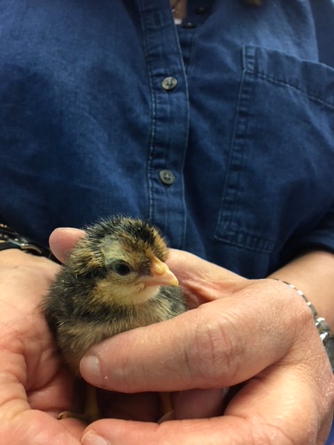 Claudia Ciotti tweet media