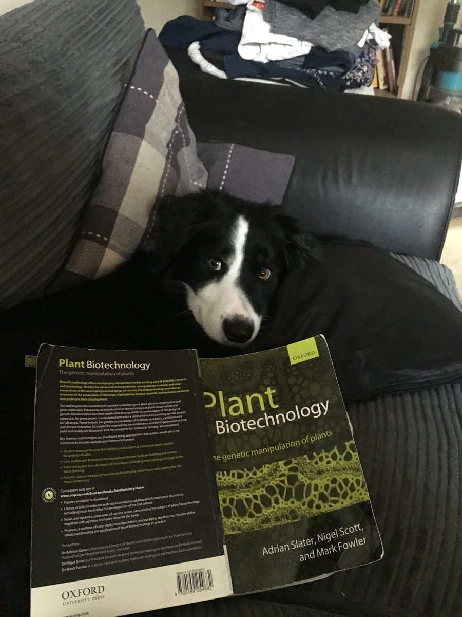 danbram99's tweet image. I know your troubles little man. #PlantProblems