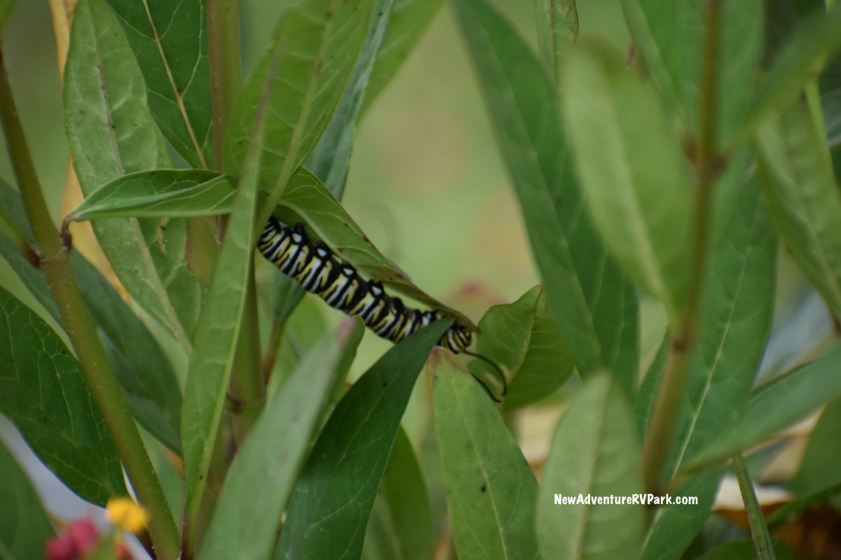 Enjoying lunch over here!  #butterflyweed #pollinators #caterpillar #bugs #nature #EastTexas #ByeByeLeaves🐛🌱🦋