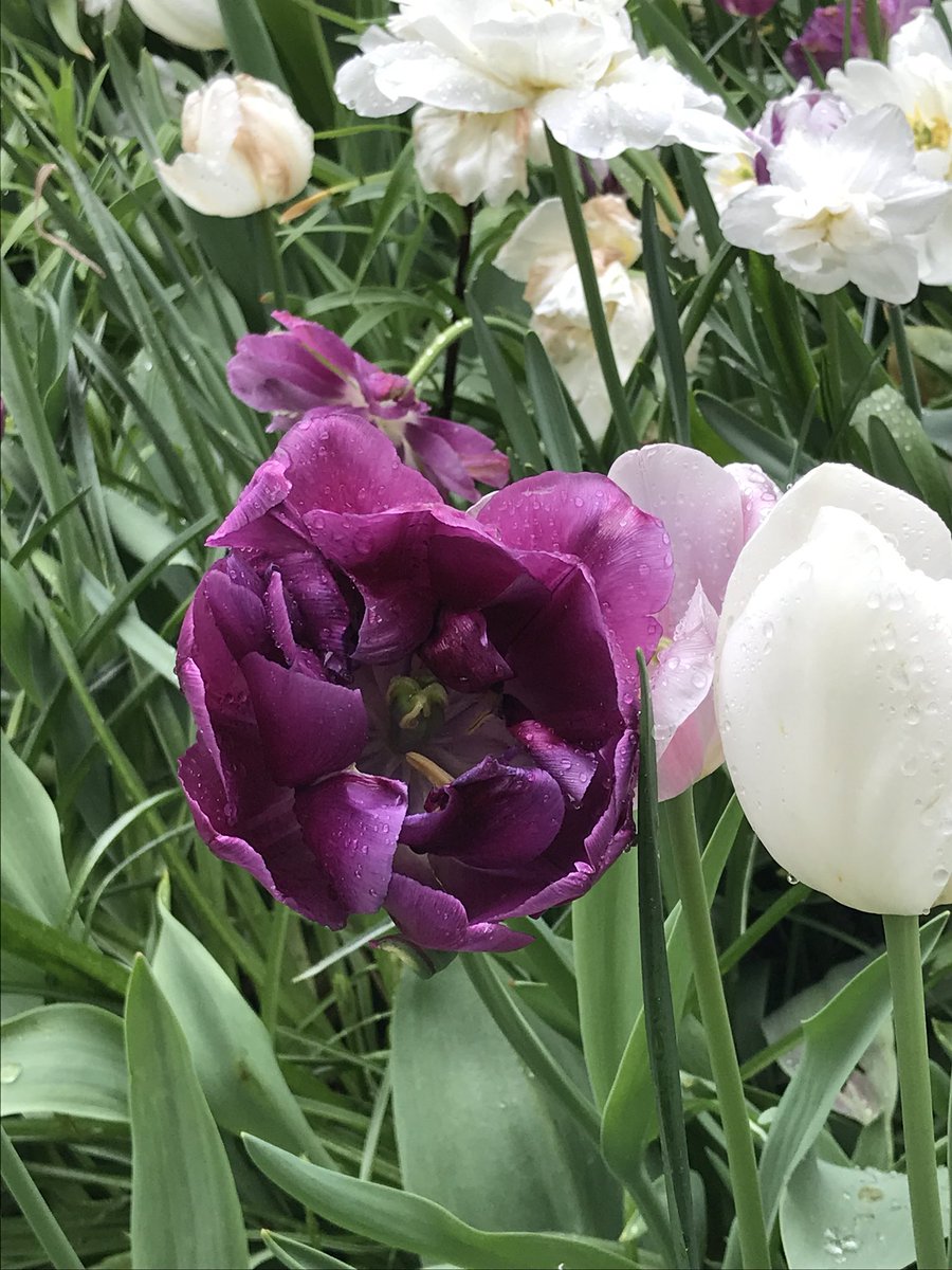 CentralPark.org tweet media