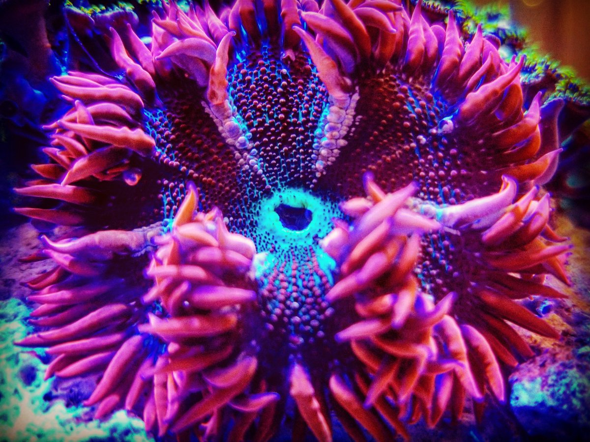 AquaticExper's tweet photo. Rock Nems!
#rocknem #rockanemone #reefphotography #coralsofinstagram #anemones #anemone #anemonesofinstagram #reeftank #reeftanksofinstagram #marineaquarium #saltwateraquarium #tanksofinstagram #aquaticexperience https://t.co/F2kFdjZiCH