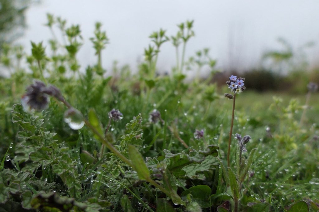 TBHPartnership's tweet photo. Changing Forget-me-not Myosotis discolor in the rain #OckhamCommon. This beautiful tiny ephemeral can be found in unimproved acid grassland #heathland mosaics in late spring. The flower colour changes from cream to pink to blue. Quality pics by SPA Warden Michael @BSBIbotany https://t.co/xW22sPTaMv