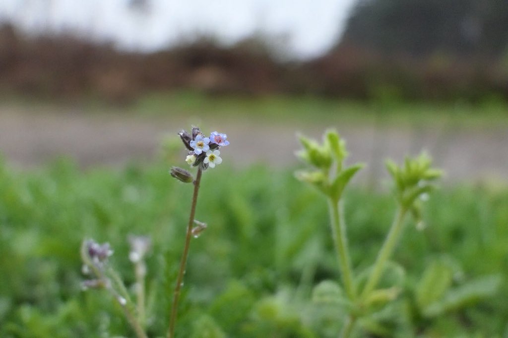 TBHPartnership's tweet photo. Changing Forget-me-not Myosotis discolor in the rain #OckhamCommon. This beautiful tiny ephemeral can be found in unimproved acid grassland #heathland mosaics in late spring. The flower colour changes from cream to pink to blue. Quality pics by SPA Warden Michael @BSBIbotany https://t.co/xW22sPTaMv