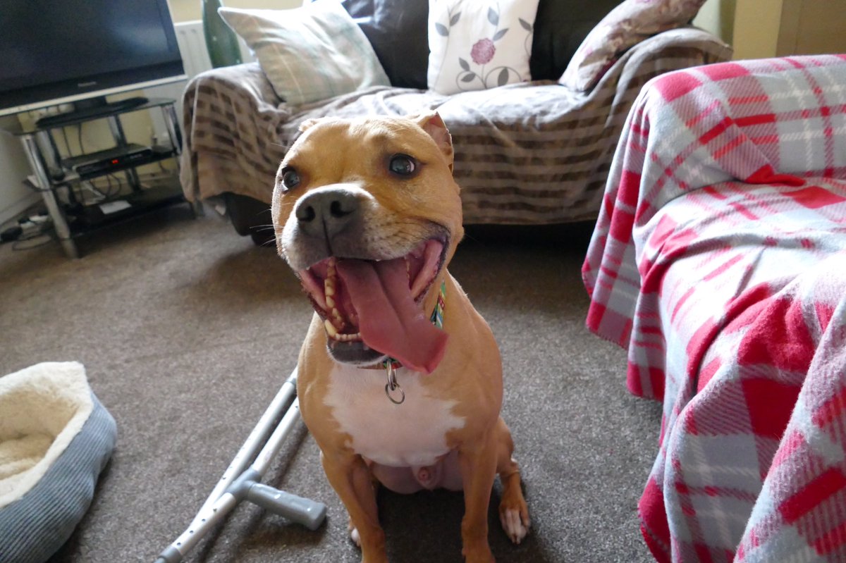 Frankensteinn4's tweet photo. Mum always lafs at my giant tongue, she's weird! #Staffie #TongueOutTuesday https://t.co/cxKygNucZc