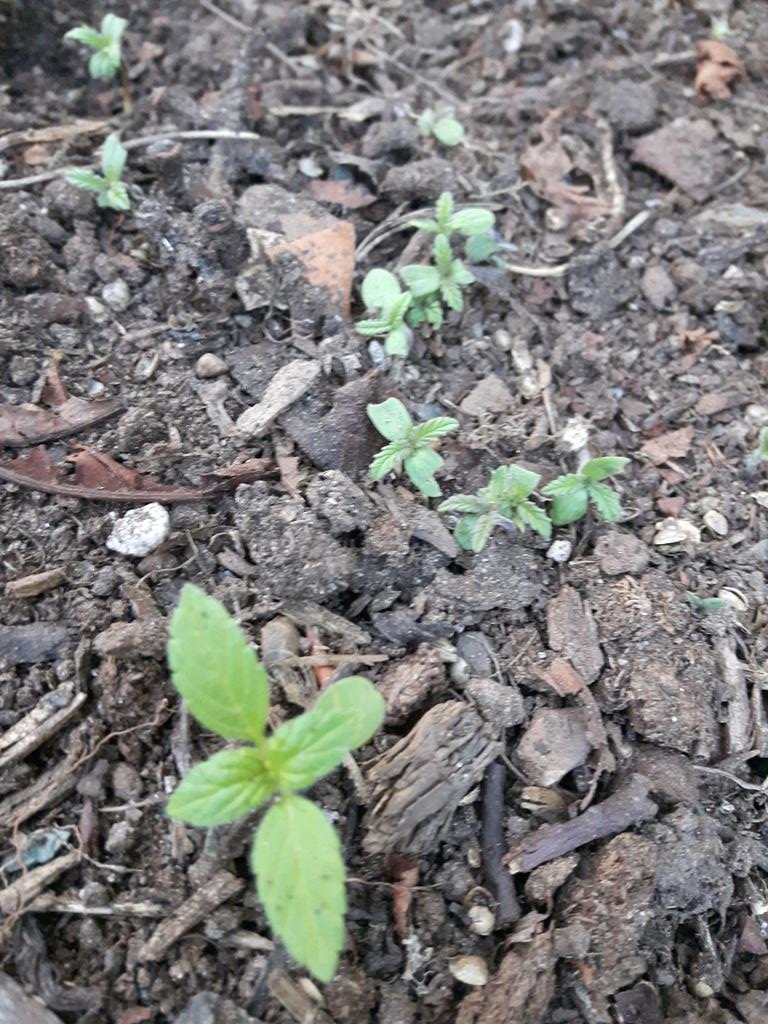It's the start of a new hemp growing season. These seedlings will soon yield high quality #Superfoods