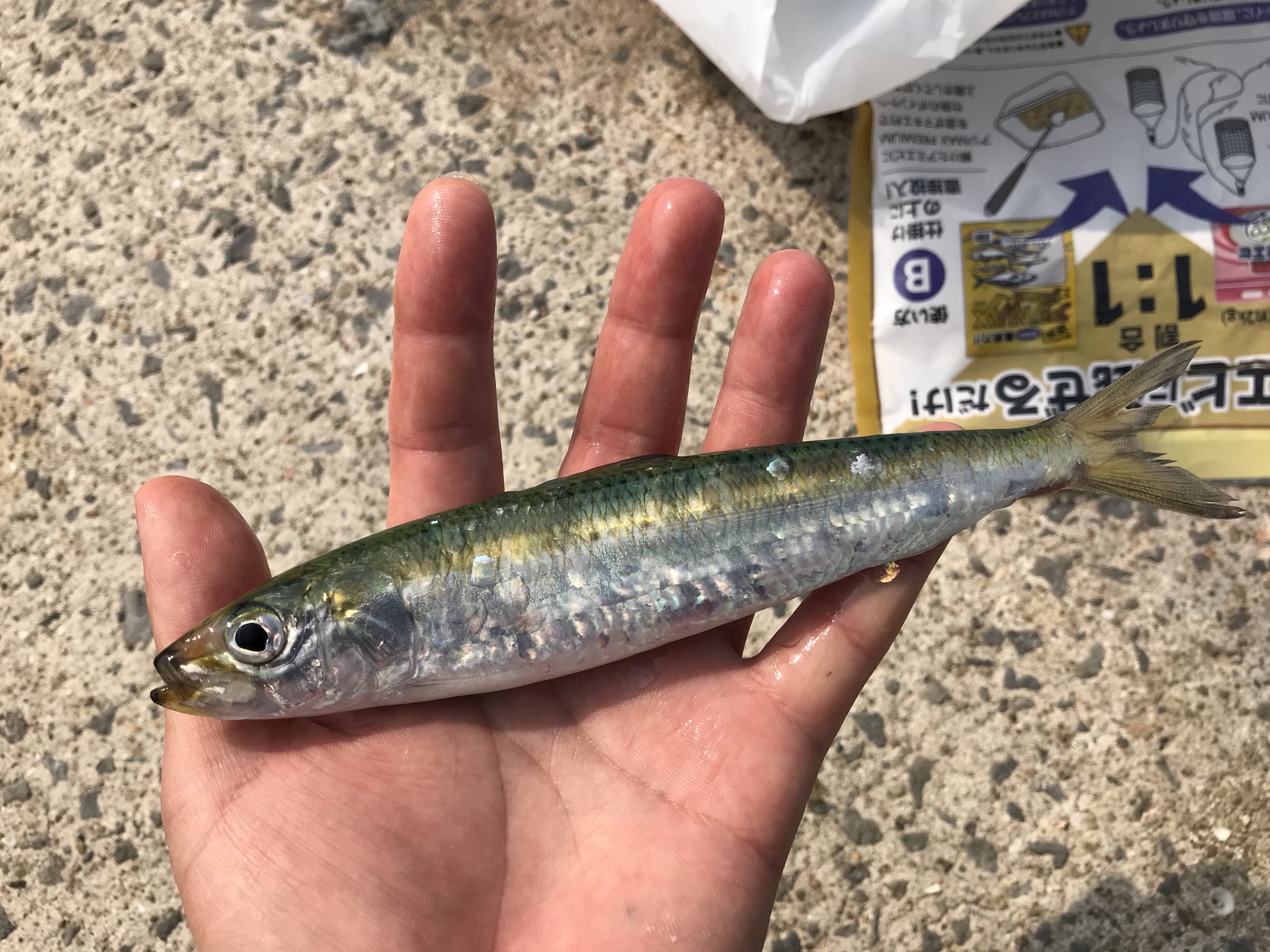 フィッシングマックス スタッフ釣果情報 二色の浜店 山本です 小島漁港にてサビキ釣り ポツポツですがマイワシに小アジが釣れています T Co 7wt9ne4ms5 Twitter