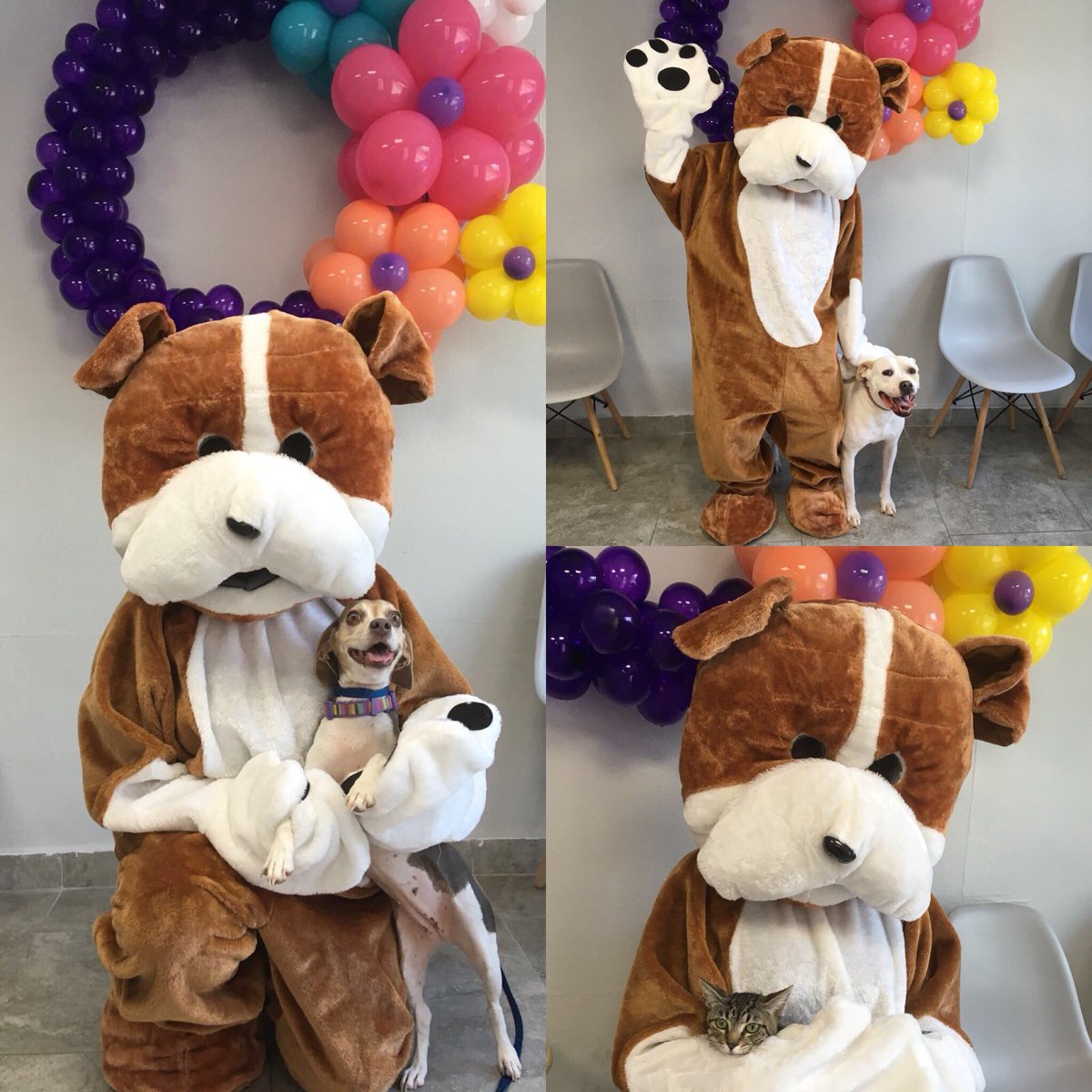 cvacupr's tweet photo. Acu dog will be with us this Saturday for pictures with your pets !! Hope to see you there !! 🐶😊🐱🐰🐥🐷#gurabo #puertorico #apoyalodeaqui #funwithourpets https://t.co/1Qhy3UKuMw