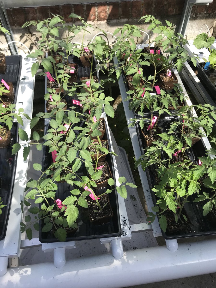 Who needs tomatoes? We got ‘em! <a href="/nwhuskies/">Northwood Middle School</a>