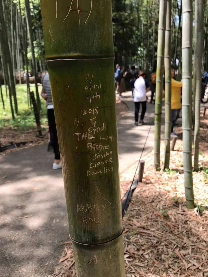 やめて！京都の嵐山の竹林に落書き…竹に付けられた落書きは一生消せない…