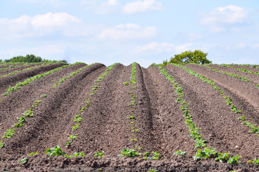 FireStallion666's tweet photo. I do love this time of year seeing such neatly ploughed and planted fields #ploughedfields #farmlife #Countryside #nikon #livingdeadimages https://t.co/78I8mscQ9f