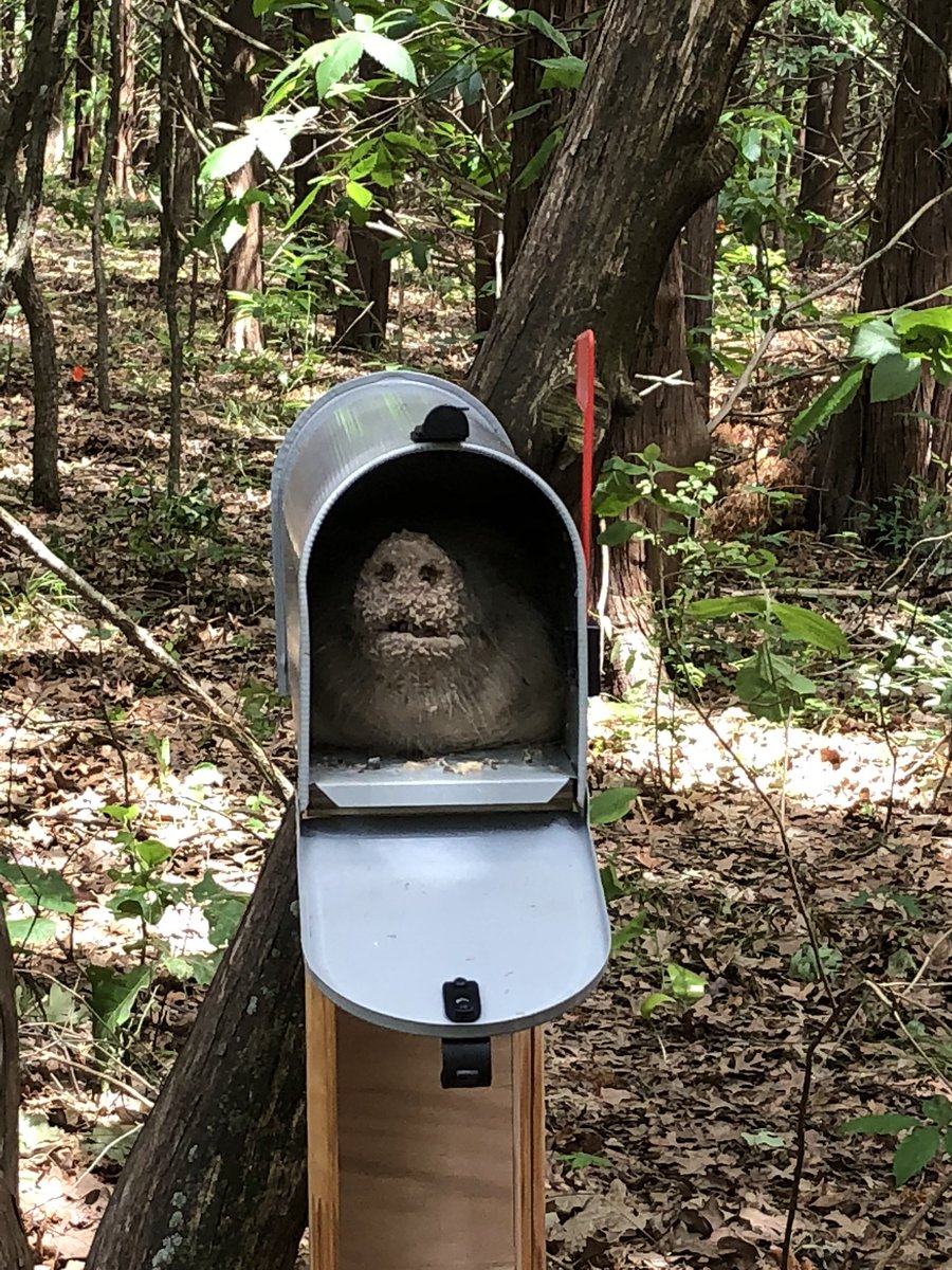 HuIIabaloo's tweet image. Workin the crime scene at the #OUBioStation #forensicentomology 

Ewwwww