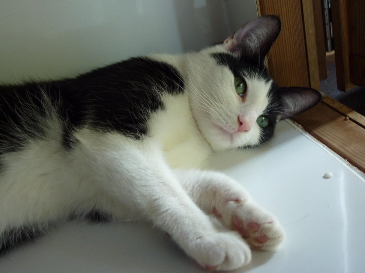 Corby_Cats's tweet photo. Dexter is looking for a new home after his owners passing.

He loves anyone he meets, and enjoys the opportunity to explore! 
Does he sound perfect to you? Let us know if you're interested in Dexter

https://t.co/8AybGy95hi https://t.co/aMT7z1bXSH