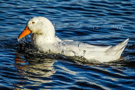 MayUBloomPhotos's tweet photo. A beautiful duck splashing in the water. Photo is available for purchase! https://t.co/dZuylTyHFD 
#PhotographyArt #macro #wednesdayvibes #photography #ducks #waterdrops #photographyeveryday #photographyislife #bluevibes https://t.co/ztKtrtK64I
