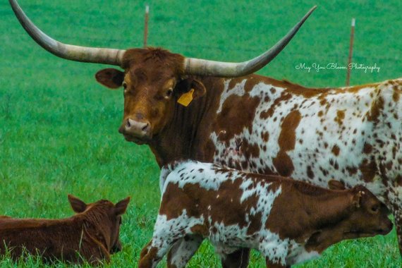 MayUBloomPhotos's tweet photo. Mother bonding time!💓
https://t.co/teA9vzJFJ9 #photography #cow #farmlife #countrylife #wednesdayvibes #motherhood #cowlove #nature #animalphotography #farmanimals #adorable #countrygirl #FarmhouseHomeDecor https://t.co/eFe12LO0an