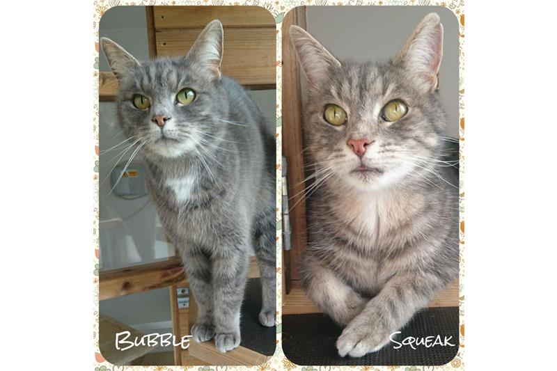 Corby_Cats's tweet photo. Siblings Bubble (F) and Squeak (M) are looking for their new home together. Squeak will rule the roost straight away, Bubble is a little more reserved but both friendly cats with a tonne of purrsonality!
If the pair have taken your heart, get in contact!
https://t.co/9PZg72xmvk https://t.co/Drrpodsp5A