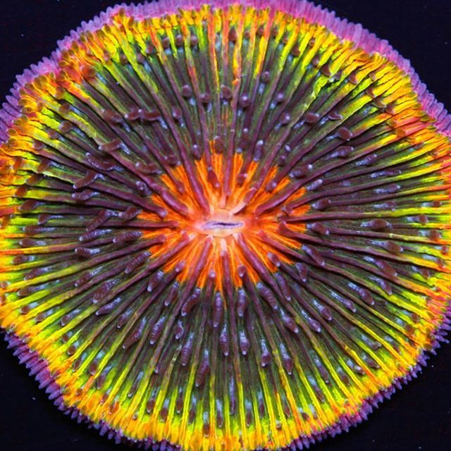 PolypLab's tweet photo. One of the coolest Corals I have ever seen from #Polyplab Certified Coral Center #polyplabccc @vivid_aquariums <—- visit and follow! https://t.co/eAfuZGJRPL https://t.co/5ErNvFbprj