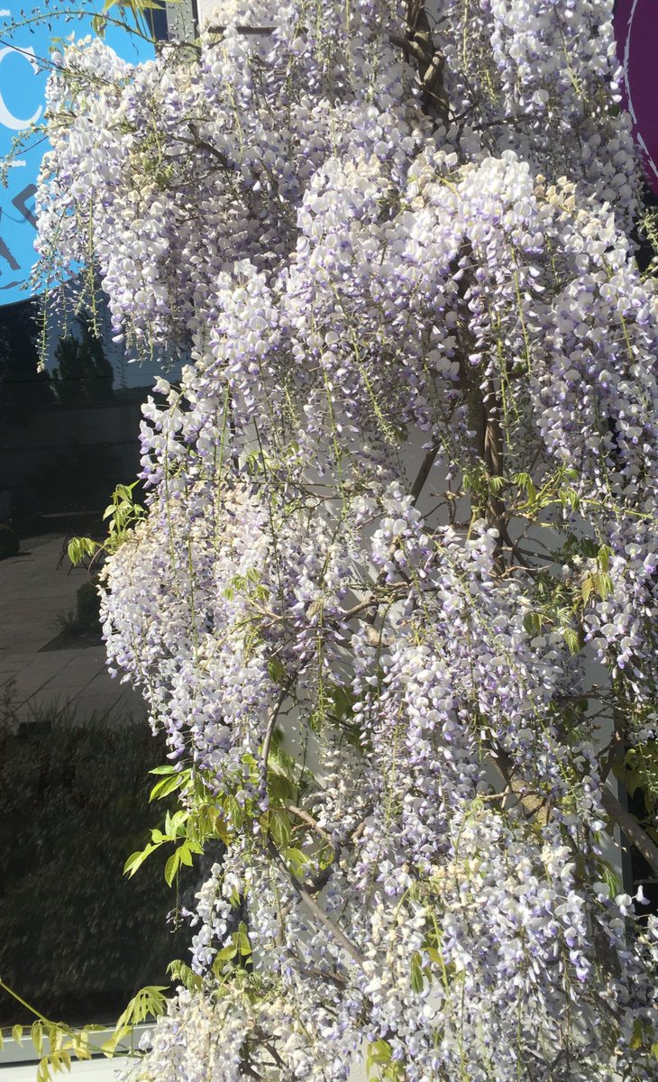 koolquinny99's tweet image. Flowers in bloom here by the Lee! Excited to meet &amp;amp; present PhD students &amp;amp; supervisors frm @GradCoMH_UCC @uccnursmid @UCCMidwifery #sharingprogress #researchmentors#experts #brainstorming #groundedtheory