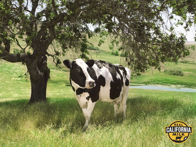 LWR_Inc's tweet photo. #DYK that trees in a forest can 'talk' and share nutrients through an underground internet built by soil fungi?! They also improve water quality and protect groundwater. Not to mention the fact that they are pretty good shade makers! Trees are cool. We love them! #LoveATreeDay https://t.co/tev3v3qYKw
