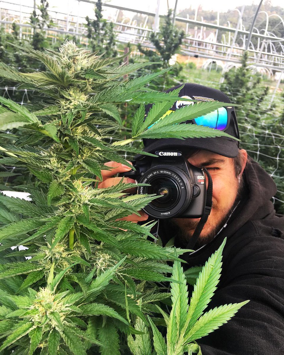KushingtonChris's tweet photo. Who wanna try some of this??? #weed4 #MarijuanaJusticeAct #Medstudent #higherhistory
+1 (225) 366 9884 https://t.co/AFrzan6x6R