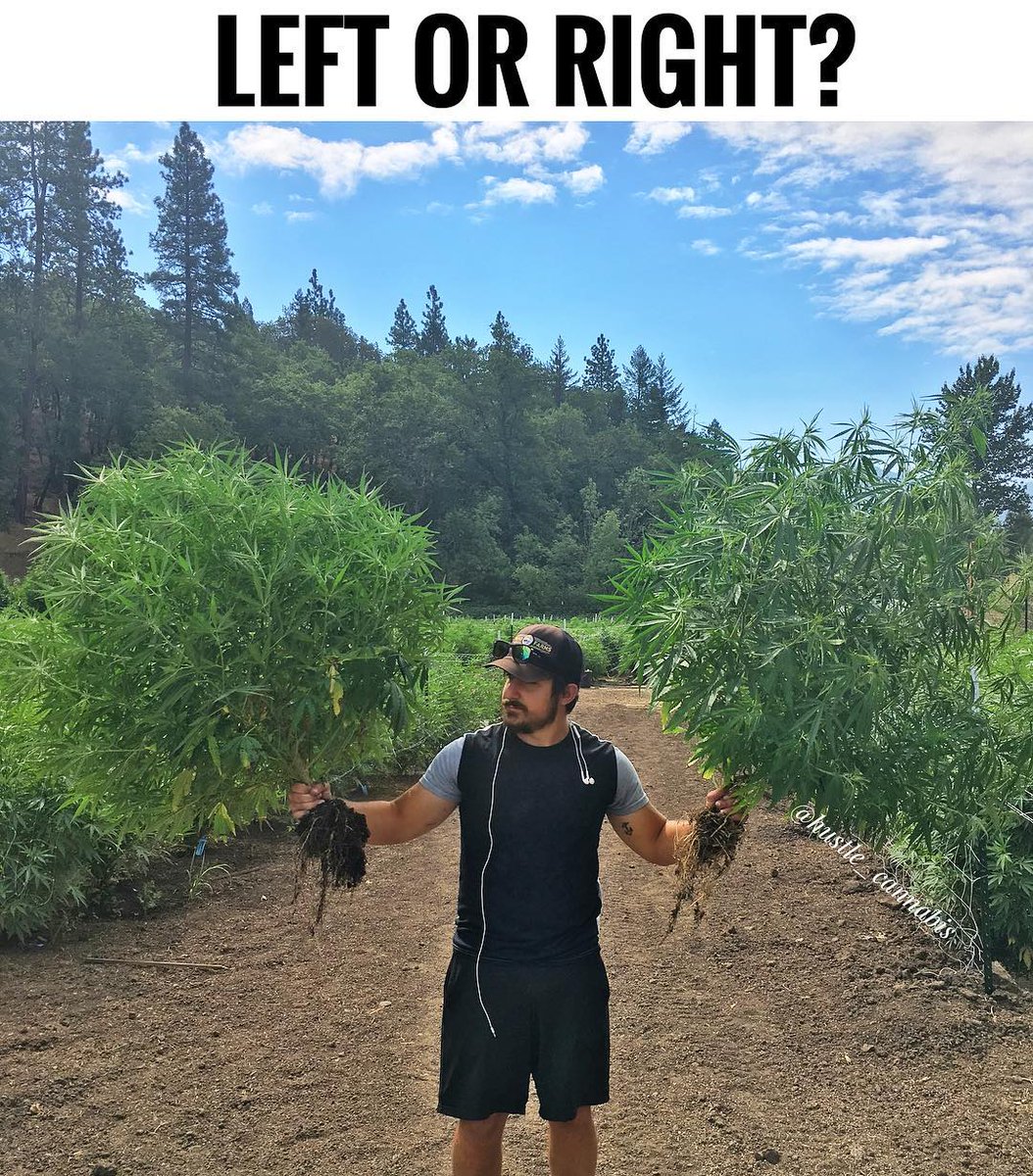 KushingtonChris's tweet photo. Who wanna try some of this??? #weed4 #MarijuanaJusticeAct #Medstudent #higherhistory
+1 (225) 366 9884 https://t.co/AFrzan6x6R