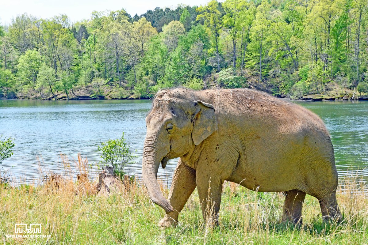 The Elephant Sanctuary tweet media