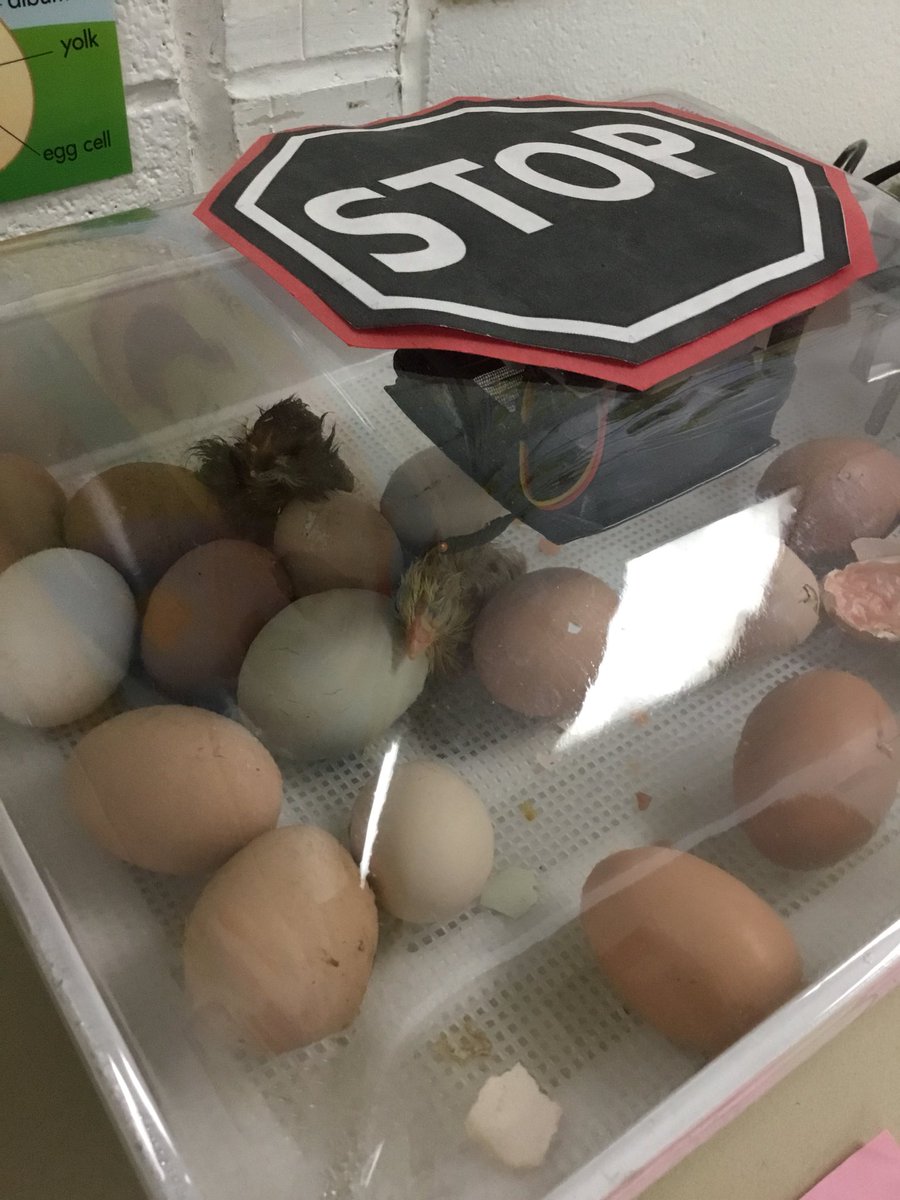 SteMarieIn403's tweet photo. 7 chicks hatched so far!  It’s been nonstop excitement at WestWood! https://t.co/RSMbG5QxFs