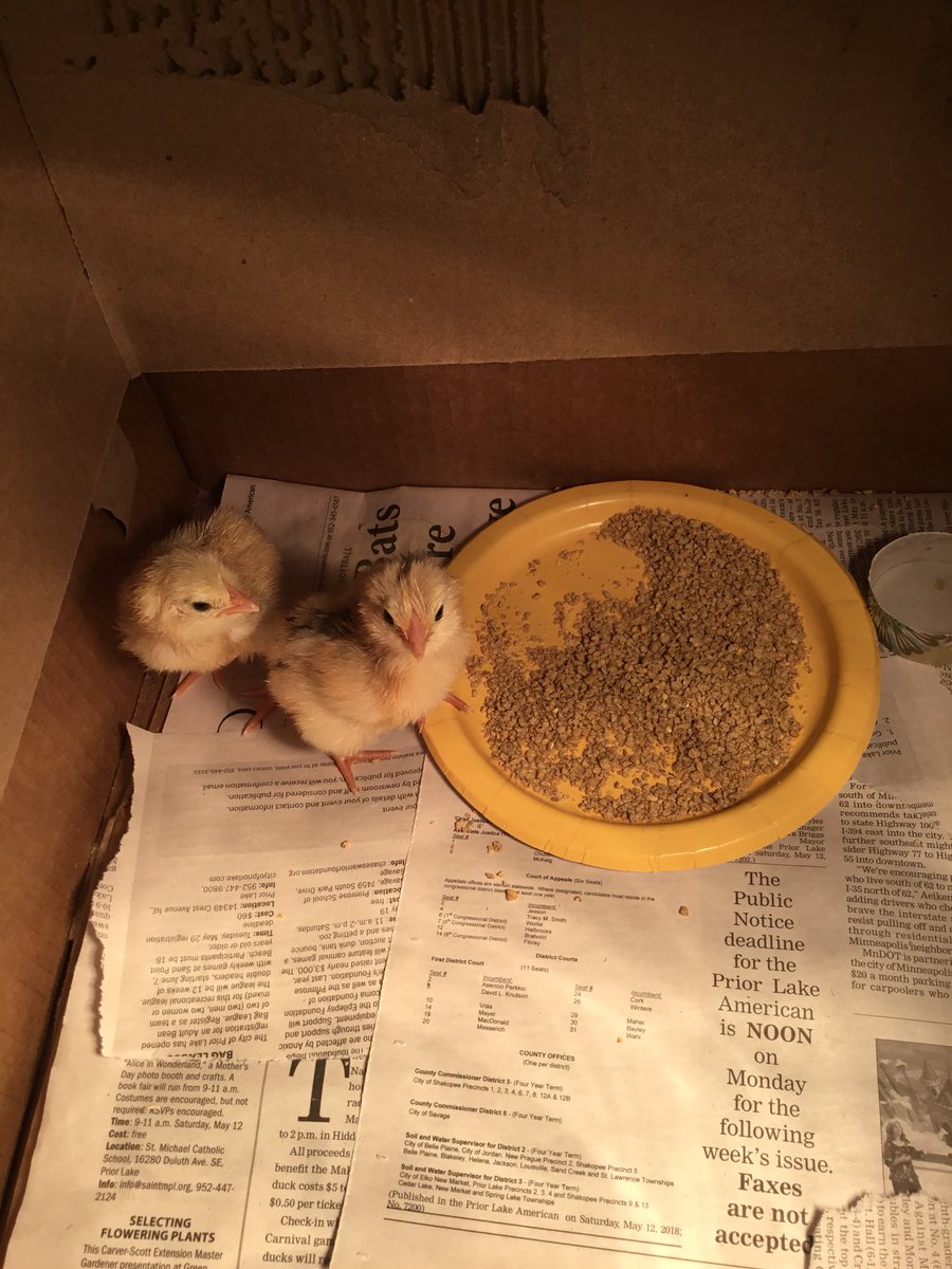 SteMarieIn403's tweet photo. 7 chicks hatched so far!  It’s been nonstop excitement at WestWood! https://t.co/RSMbG5QxFs