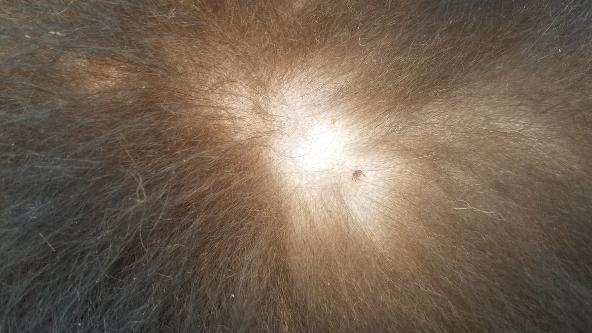 MachtingerLab's tweet image. #BlackleggedTicks are common on #blackbear so far.