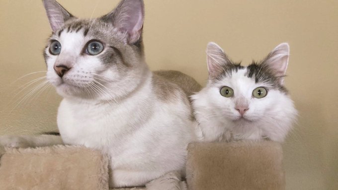 🐈Sebastian &amp; Octavia 🐈fighting over one spot and being cute😹 https://t.co/AdyQKO6IK8<a href="/tag/savethedate"class="tags"><span>#savethedate</span></a>