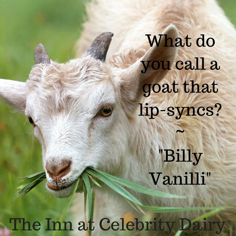 CelebrityDairy's tweet photo. The Inn at Celebrity Dairy features #GoatHumor! https://t.co/n4KH0Hps3T