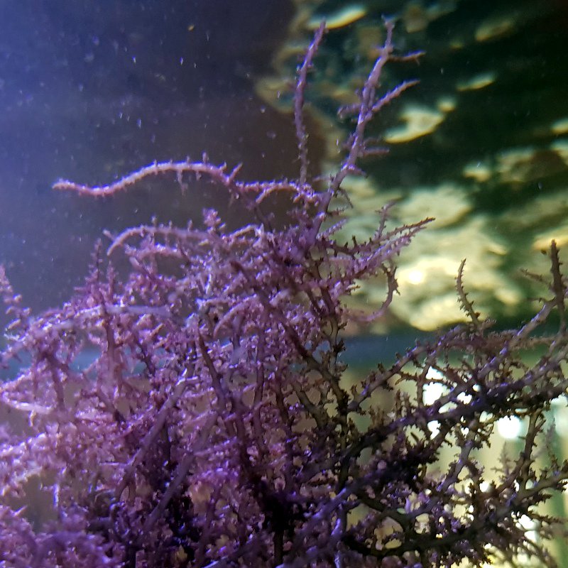 Livealgae tweet picture