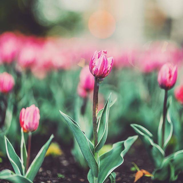 hollysisson's tweet photo. Loving these pink tulips on Bloor Street ❤️🌷#hollysbokehpanos #Toronto #bokeh #spring #flowers #macro (Shot using the #BrenizerMethod (otherwise known as a #BokehPanorama), this image becomes the equivalent of a 71mm at f1.2, and contains 3 images.)
… https://t.co/z6EEJT5ftx https://t.co/G1MHbyKBUC